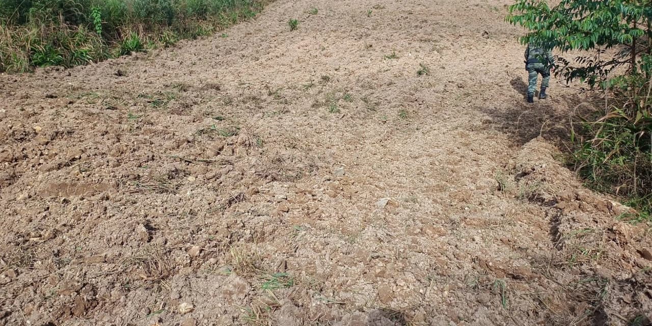 Em Irati policiais ambientais constataram dano de vegetação nativa