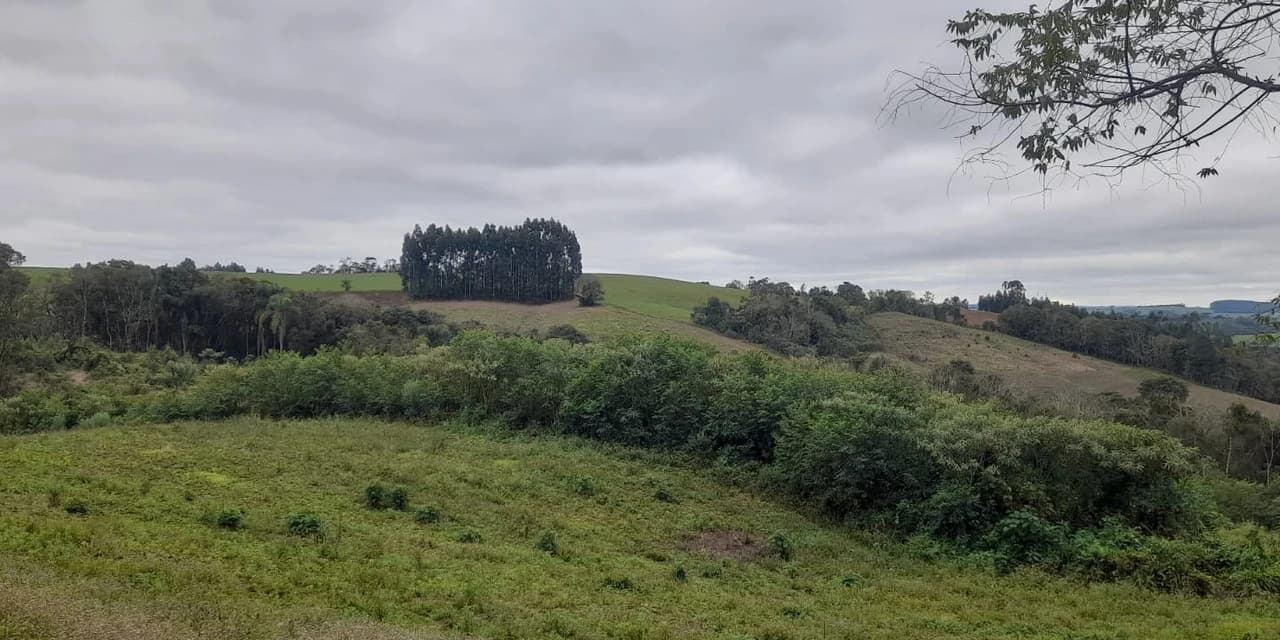 Em Irati proprietário é autuado por destruição de vegetação nativa