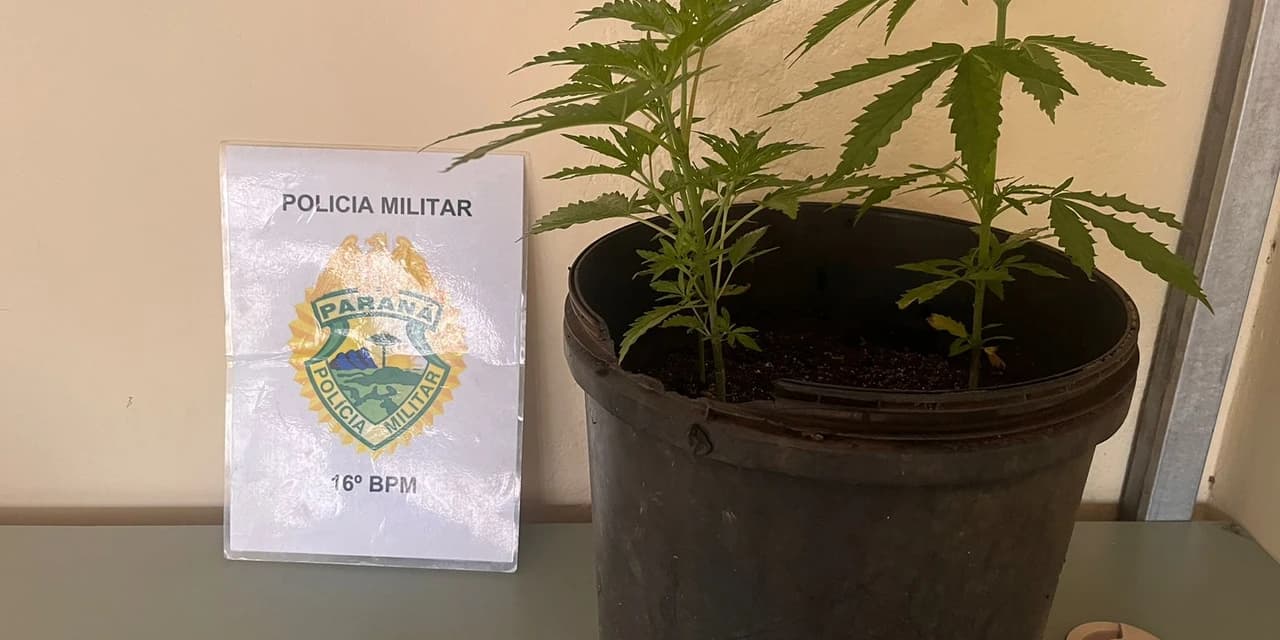 Em Prudentópolis polícia localiza três plantas de maconha