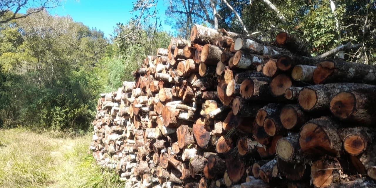 Em Imbituva homem foi multado em 63 mil reais por destruição de vegetação nativa