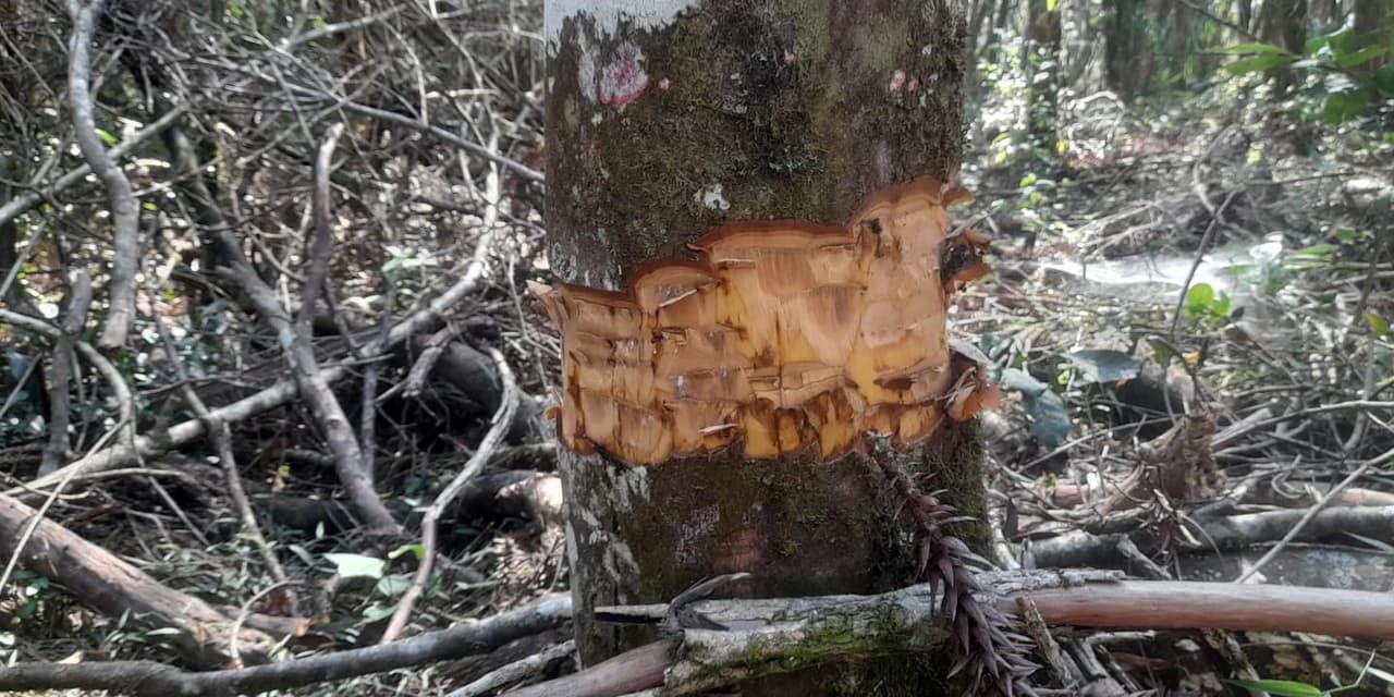 Em Ipiranga proprietário foi multado em mais de 30 mil reais por dano em vegetação nativa.