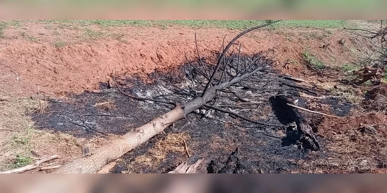 Em Imbituva proprietário foi multado em 48 mil por destruição de pinheiro araucária – espécie ameaçada de extinção.