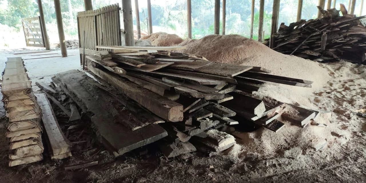 Polícia Ambiental Interdita Serraria Irregular e Apreende Madeira de Espécies Ameaçadas em Paulo Frontin