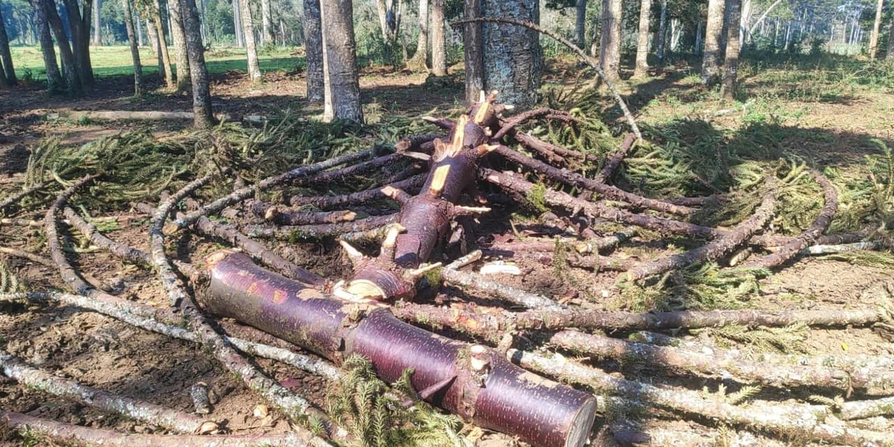 Polícia Ambiental flagra corte ilegal de araucárias em Paulo Frontin