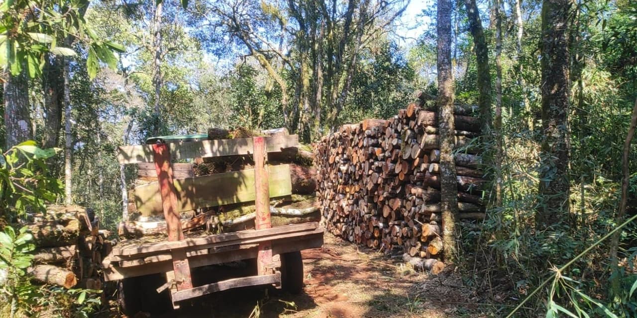 Polícia Ambiental flagra desmatamento ilegal de Mata Atlântica em Paulo Frontin/PR