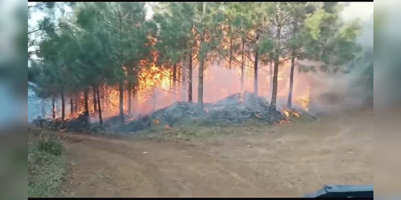incêndio florestal no interior do município de Inácio Martins afeta mais de 80 hectares de reflorestamento de pinus