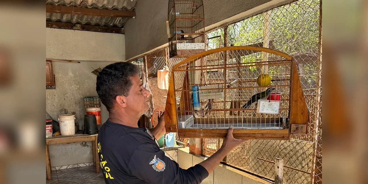 IAT desarticula cativeiros irregulares e recupera aves no Noroeste do Paraná