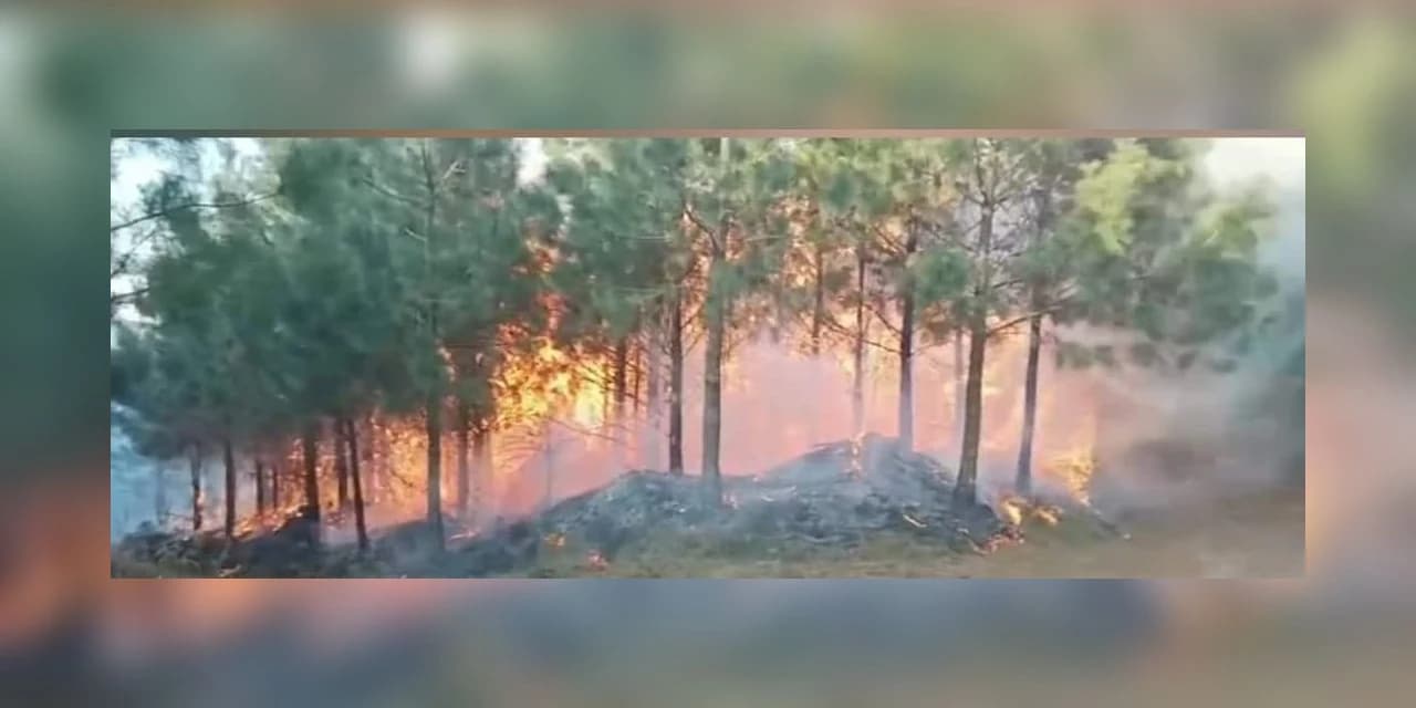 Incêndio florestal atinge 100 hectares em Inácio Martins