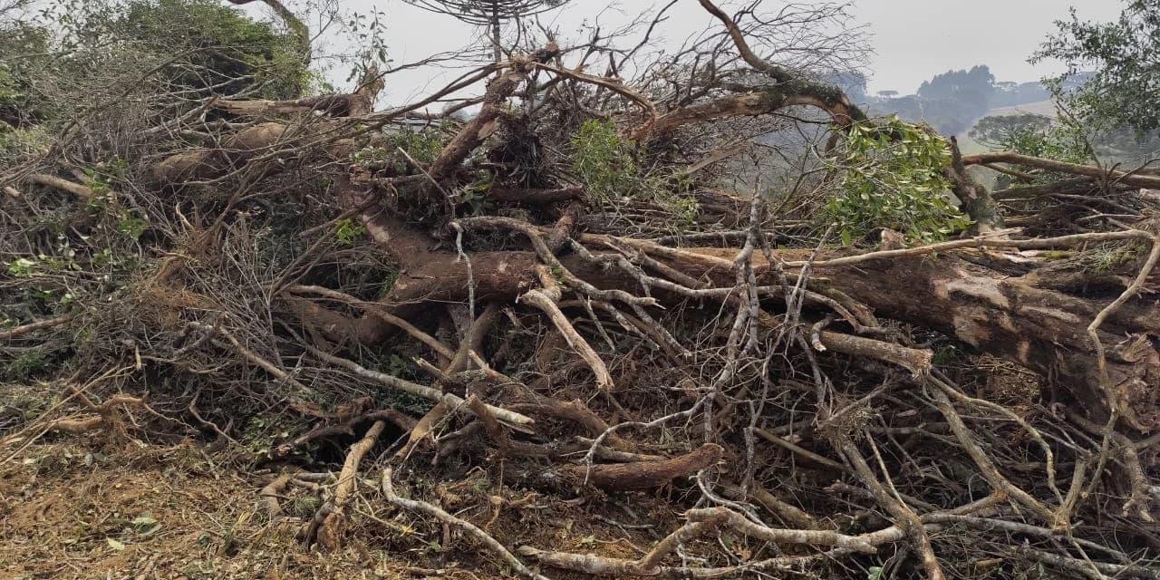 Em Palmeira proprietário e operador da escavadeira foram autuados em R$:11 mil por dano em vegetação nativa; A maquina foi apreendida.