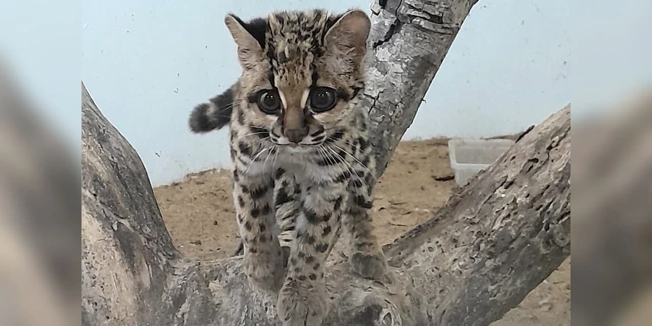 IAT devolve gato-maracajá à natureza após 10 meses de reabilitação e treino; veja o vídeo