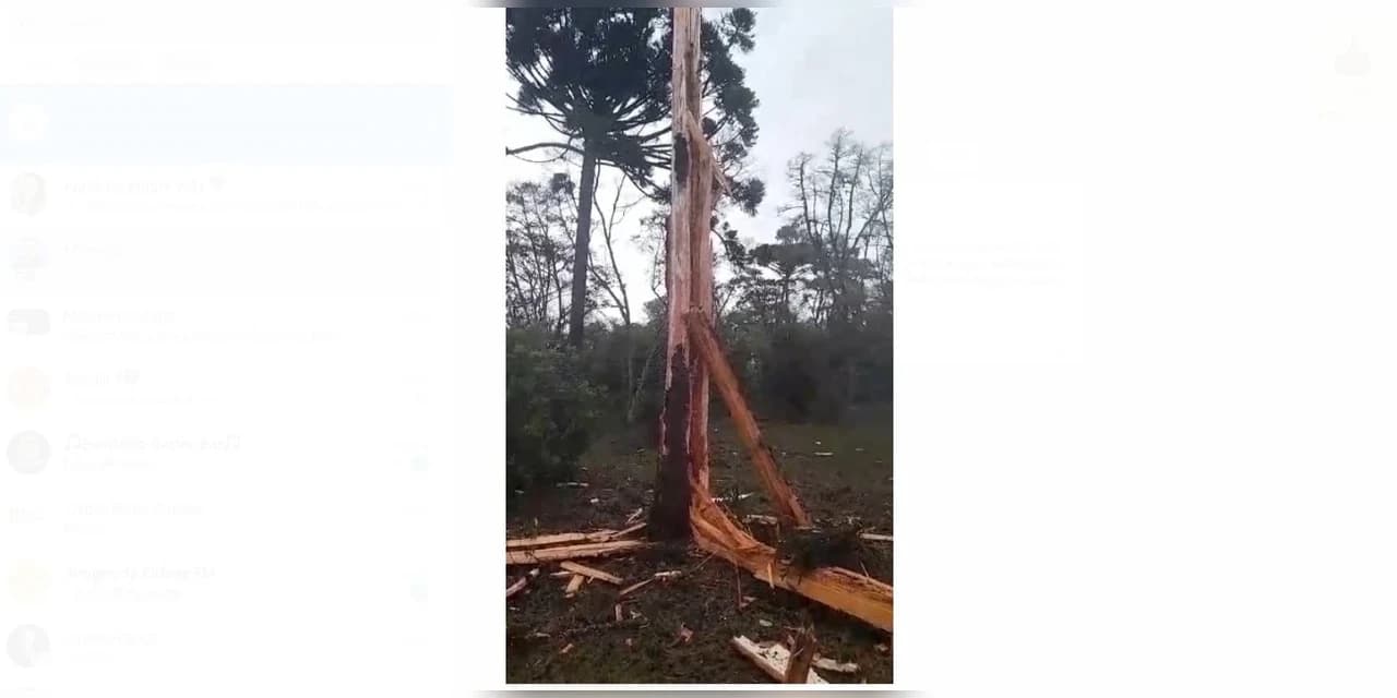 Impressionante: Raio parte pinheiro ao meio em linha Ivaí em Prudentópolis