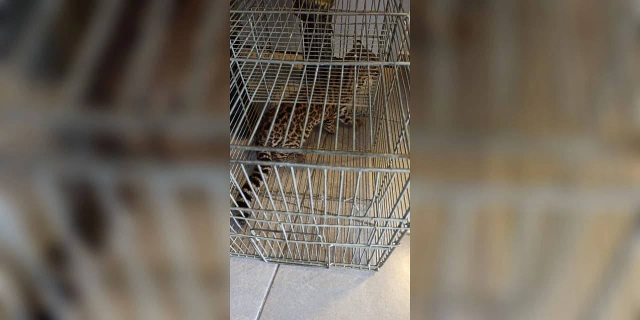 Em Guarapuava policiais ambientais capturam gato do mato em um condomínio residencial.