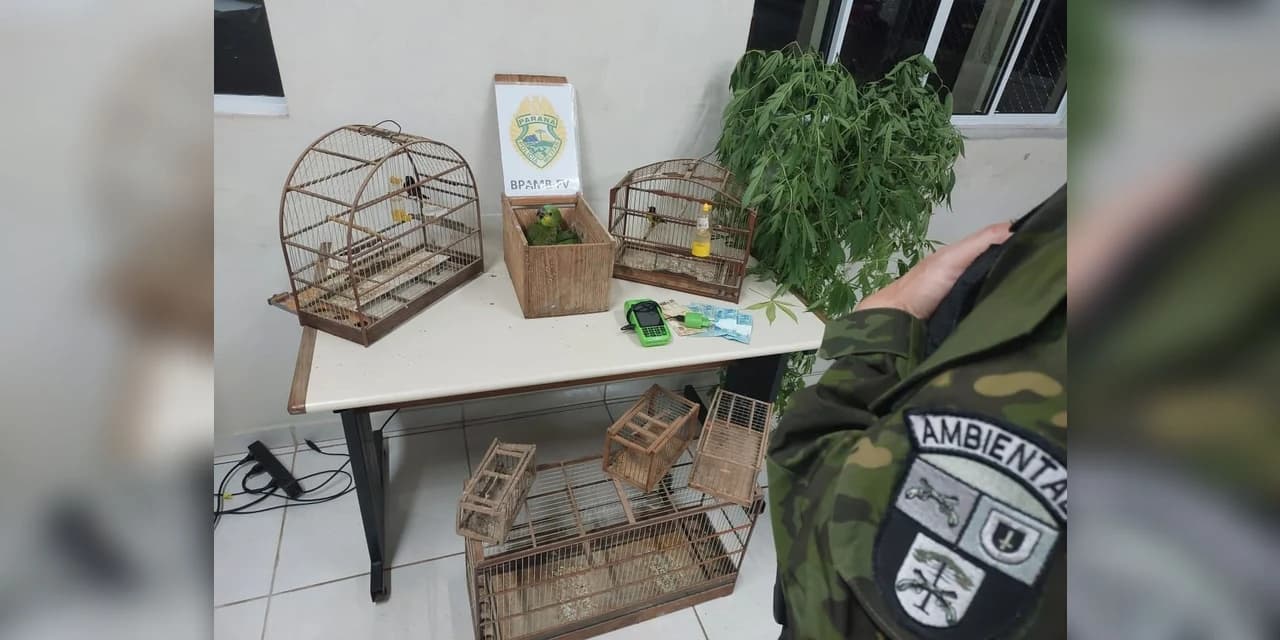 Polícia Militar de Ponta Grossa desmantela comércio ilegal de animais silvestres no bairro Contorno