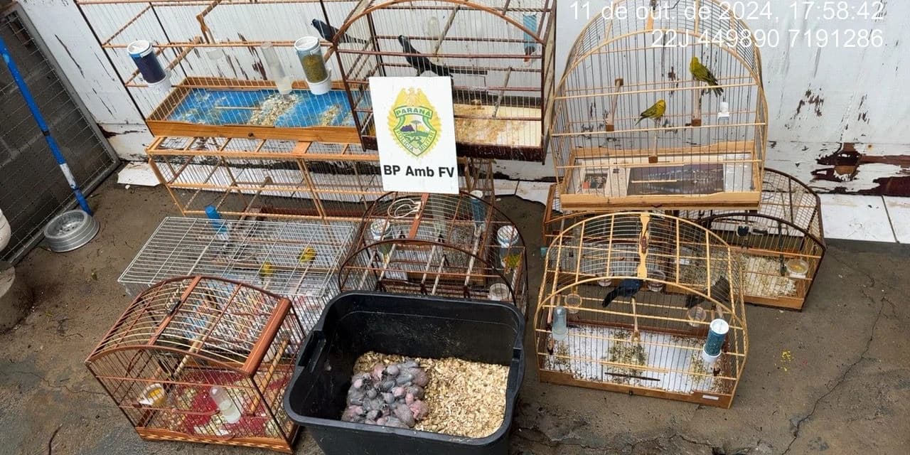 Pássaros silvestres são apreendidos em Guarapuava