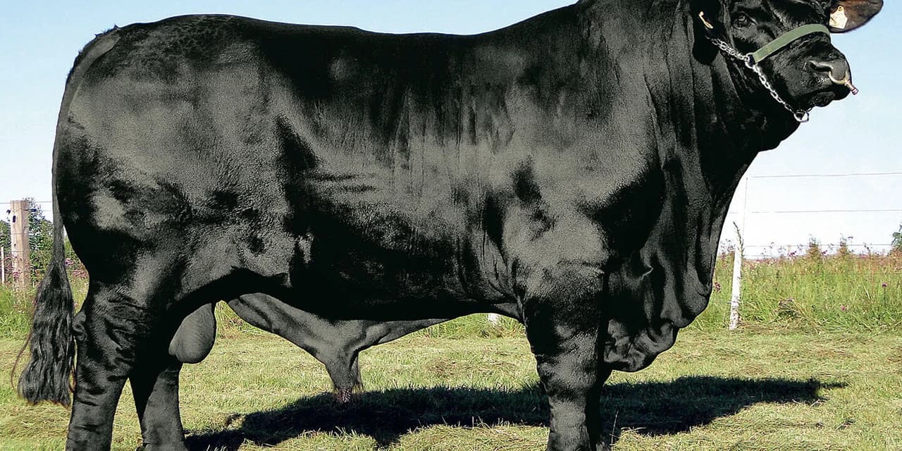Em Irati boi da raça Angus de aproximadamente 320 Kg foi furtado de uma propriedade