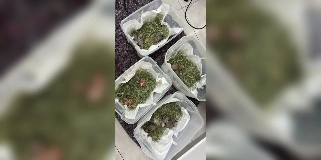 Cetras da Unicentro recebe pássaros silvestres apreendidos pela Polícia Civil em Guarapuava
