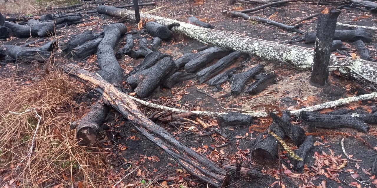 Destruição de Mata Atlântica é flagrada em Prudentópolis, PR
