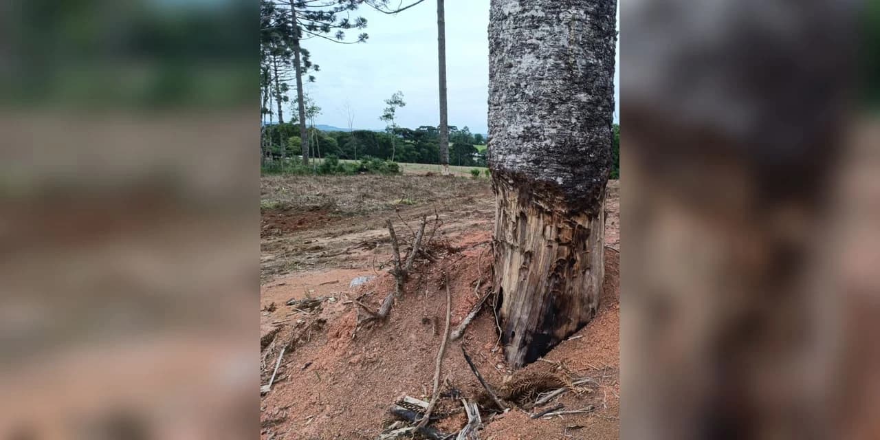 DUAS PESSOAS SÃO PRESAS EM FLAGRANTE POR CRIME AMBIENTAL EM PRUDENTÓPOLIS