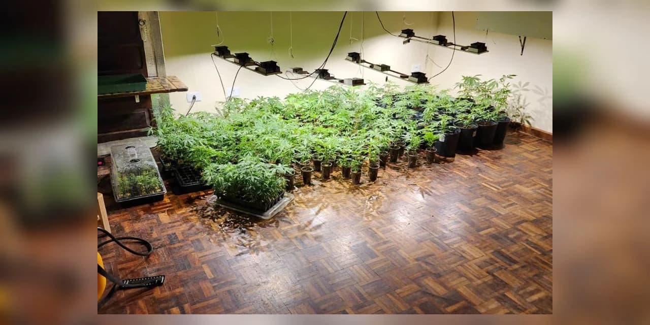 PMPR descobre estufas com 327 pés de maconha em Curitiba e apreende fuzil no Litoral