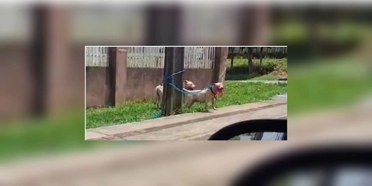 Polícia Civil do Paraná (PCPR) responsabiliza tutora de pitbulls que mataram cachorro de vizinho, em Ponta Grossa