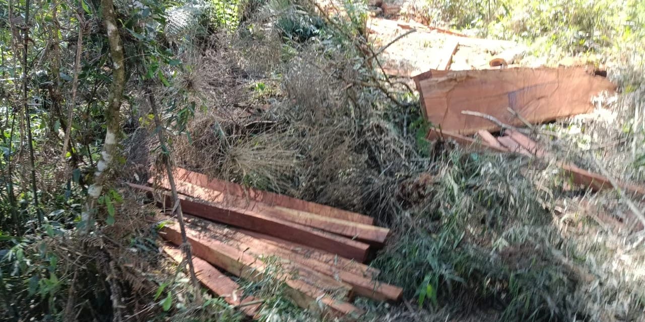Corte de árvores resulta em prisão de dois infratores em Pinhão no Paraná