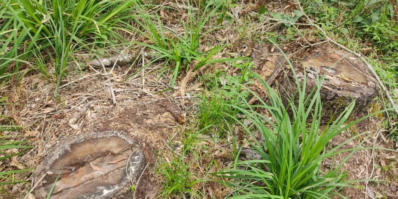 Auto de infração no valor de R$ 161 mil foi aplicado pela polícia ambiental em São João do Triunfo