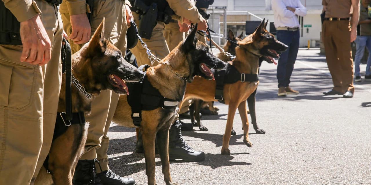 Reforço nas estradas: DER/PR entrega 36 viaturas e 5 cães ao Batalhão de Polícia Rodoviária