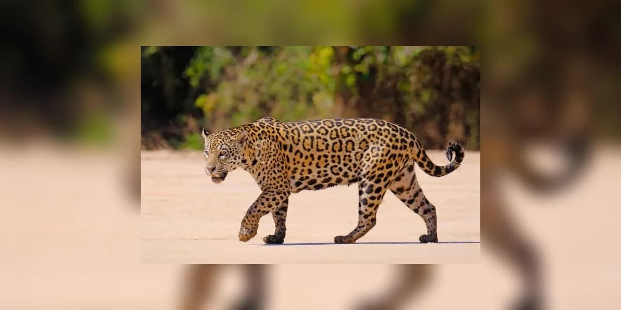 Câmeras de segurança flagram onça pintada andando pelo interior de Prudentópolis e Guamiranga
