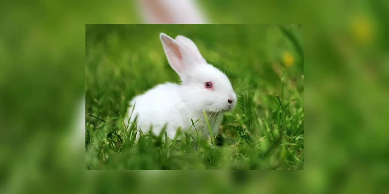 Em Irati mulher aciona a polícia após cachorro do vizinho matar um dos seus coelhos
