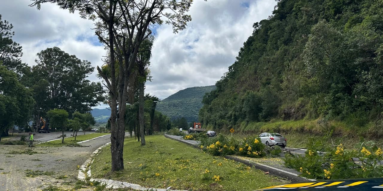 A Neovia está realizando serviços de poda de árvores na BR-277 na Serra da Esperança