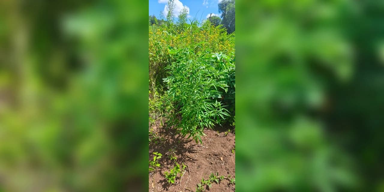 Em Rebouças polícia encontra pé de maconha plantado em terreno baldio