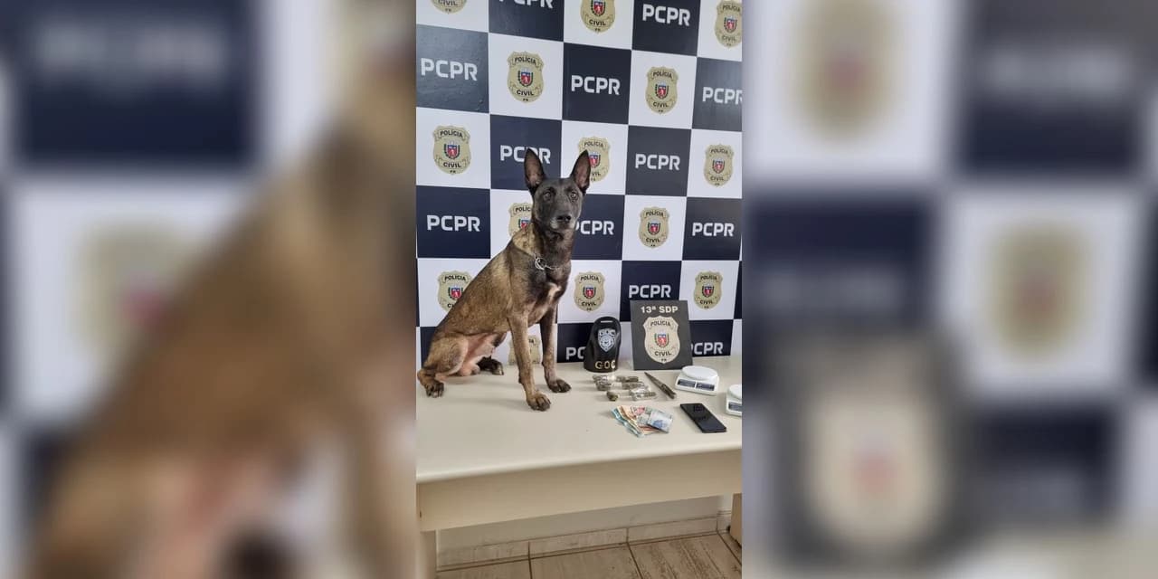 Mulher é presa em flagrante pela prática do crime de tráfico de drogas em Ponta Grossa