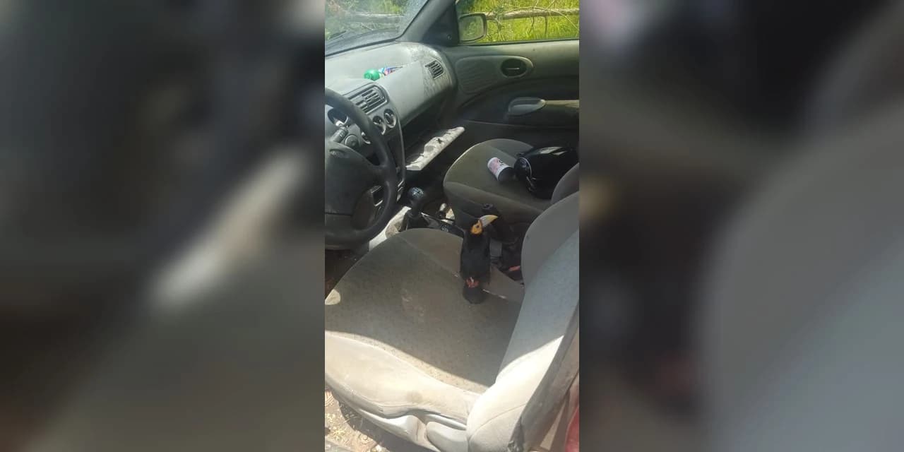 Tucano é encontrado dentro de carro abandonado em Irati