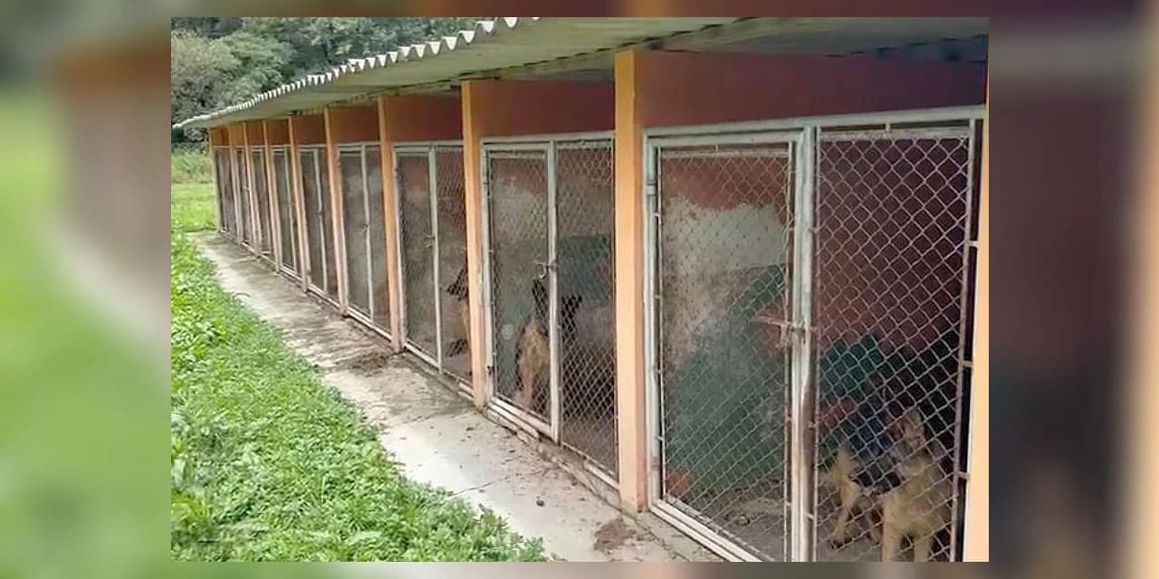 PCPR resgata 120 cães vítimas de maus-tratos em Almirante Tamandaré