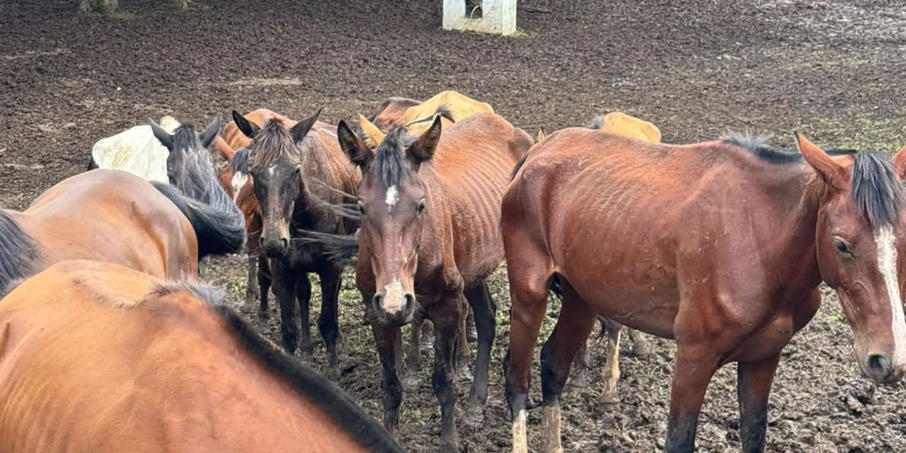 PCPR resgata mais de 40 cavalos em Piraquara e prende homem por maus tratos