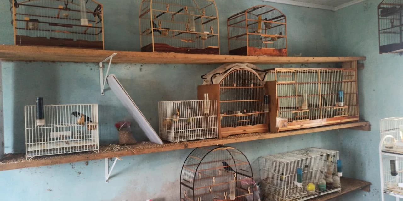 Polícia ambiental realiza “Operação Cantador” com o intuito de coibir o comércio e criação de aves silvestres