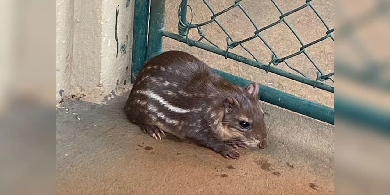 Filhote de paca nasce após intercâmbio de animais entre Klabin e Itaipu