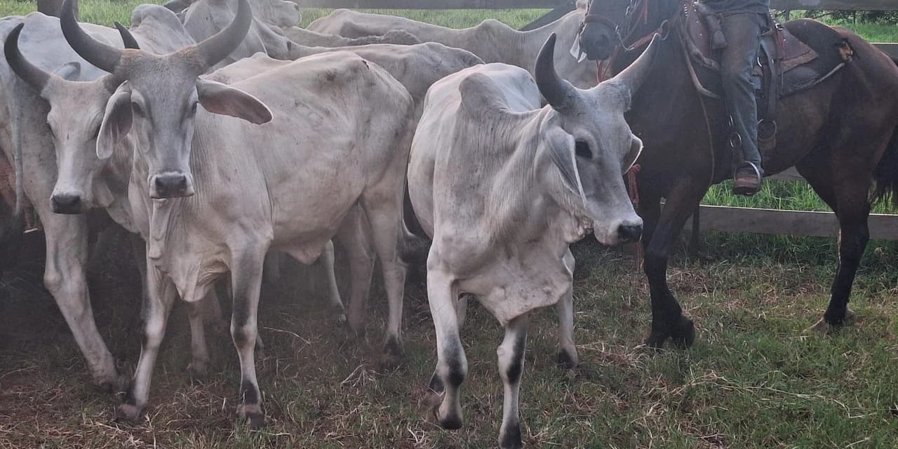 Ação rápida no campo: PCPR prende homem por receptação e recupera rebanho em Jaguapitã