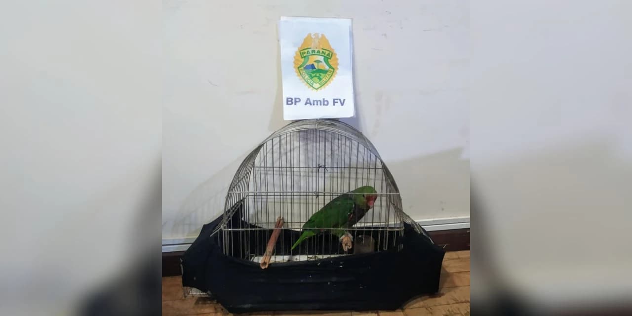 Polícia ambiental apreende papagaio e uma arma de fogo