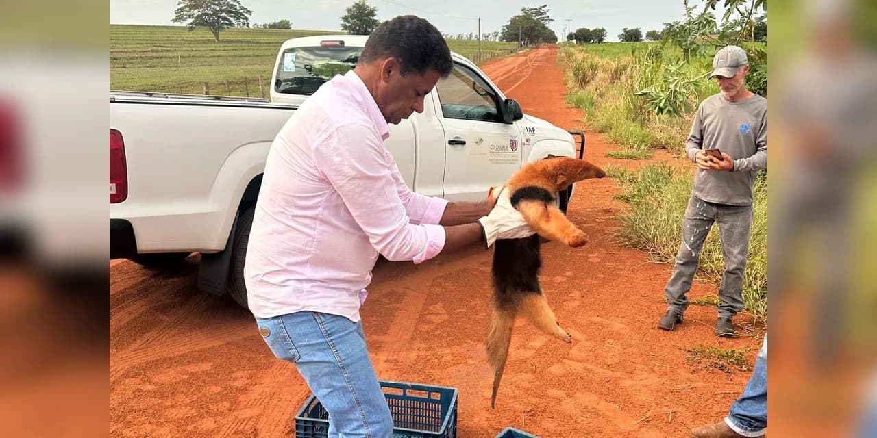 IAT resgata tamanduá-mirim com vários ferimentos em Xambrê, no Noroeste do Paraná