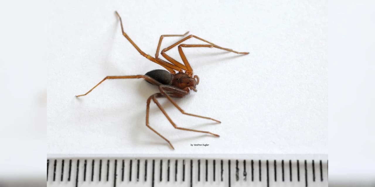 Soro contra picada de aranha-marrom voltará a ser produzido no Centro de Imunobiológicos
