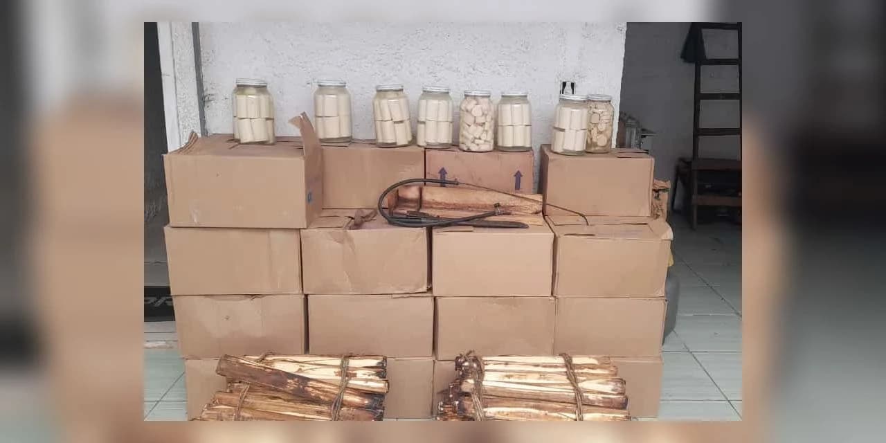 IAT apreende 318 quilos de palmito industrializado de maneira clandestina