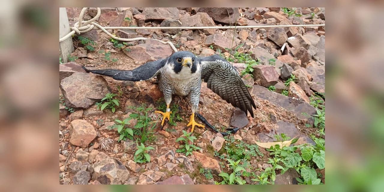 IAT resgata falcão peregrino ferido que percorreu 7,3 mil quilômetros desde os EUA
