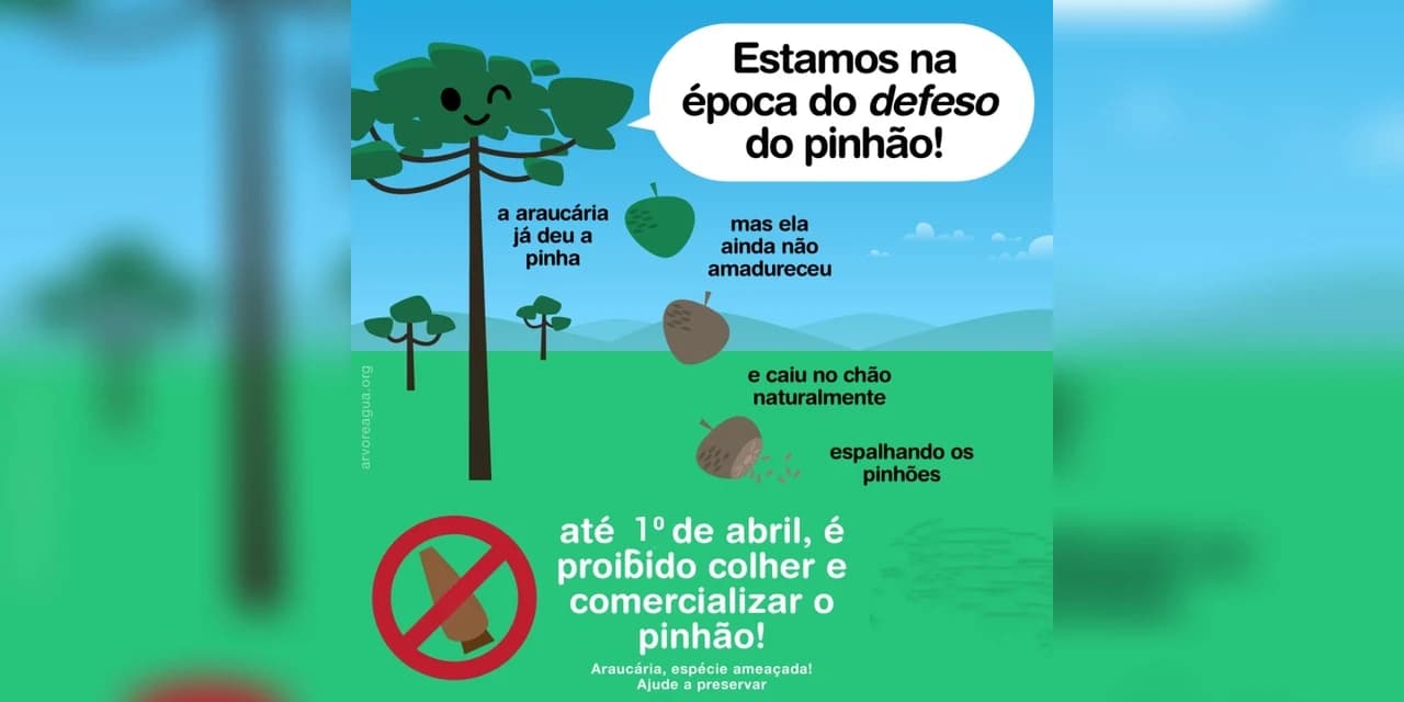 Polícia Ambiental informa que até o dia 1º de abril, está proibida a colheita do pinhão