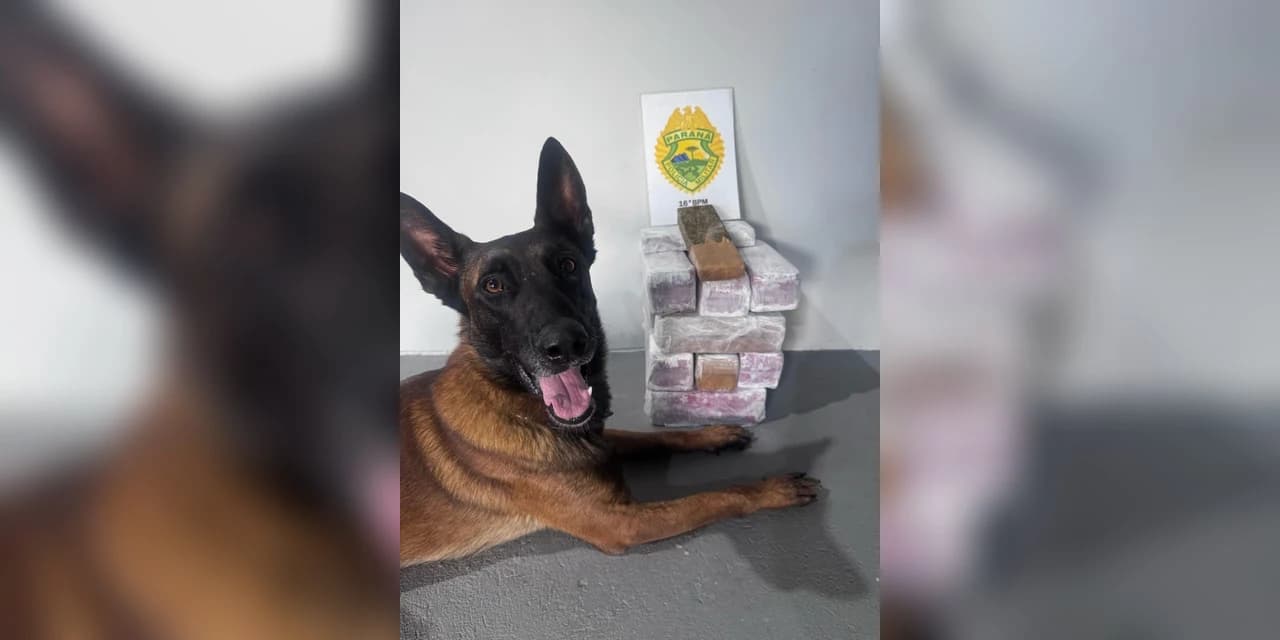 Em Prudentópolis cão K9 Rafiki localiza 24 Kg de maconha