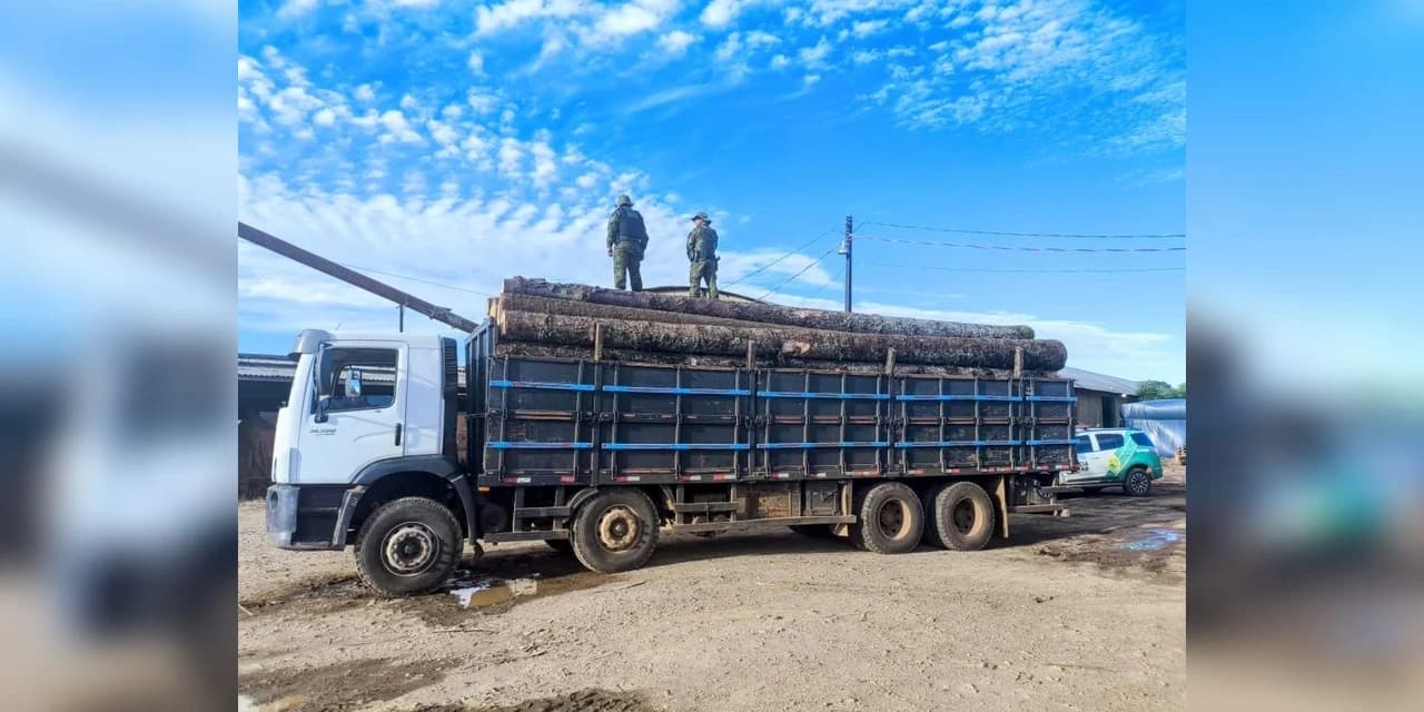 Polícia Ambiental apreende dois caminhões carregados com pinheiros araucária