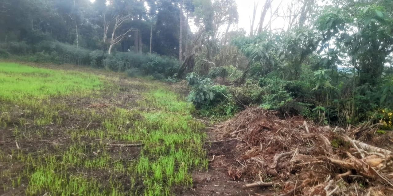 Polícia ambiental autua proprietário em São João do Triunfo por danos a vegetação nativa