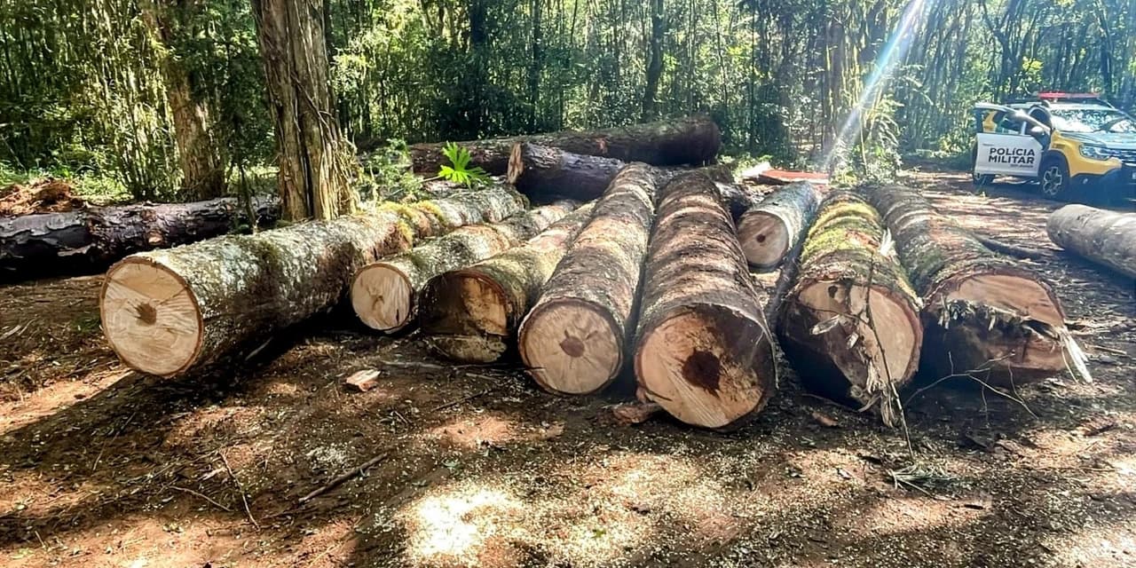 Polícia ambiental flagra corte ilegal de pinheiros em Prudentópolis