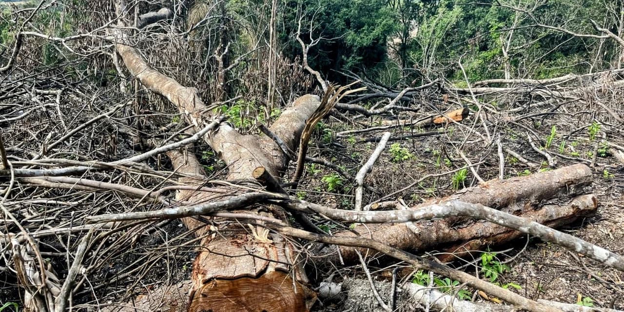 Proprietários são autuados por desmatamento ilegal em Ipiranga e Guamiranga