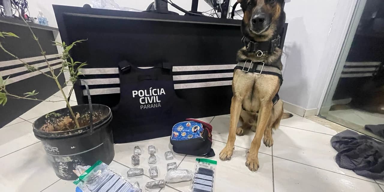 PCPR prende 12 pessoas em operação de combate ao tráfico de drogas em Guarapuava